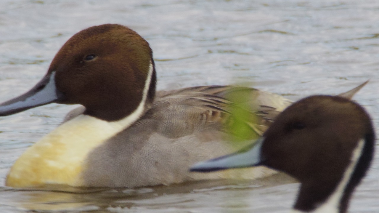 あしかがフラワーパークの花々