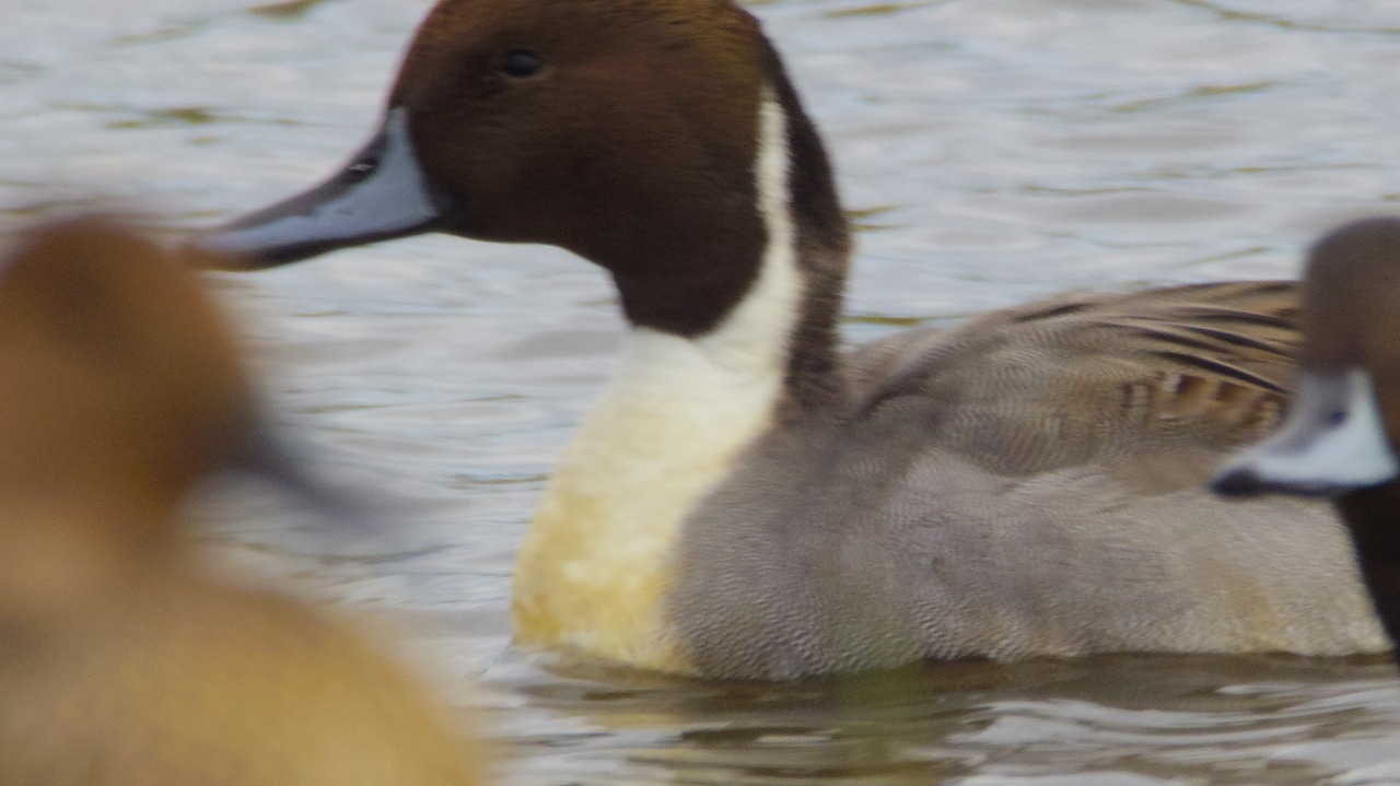 群馬県の邑楽町のガバ沼の鴨
