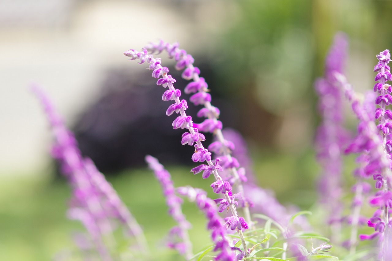 あしかがフラワーパークの花々