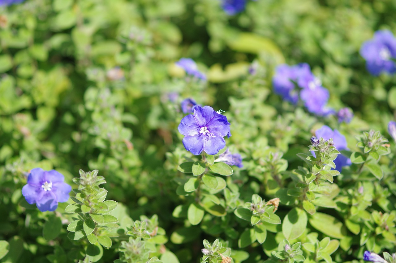 あしかがフラワーパークの花々