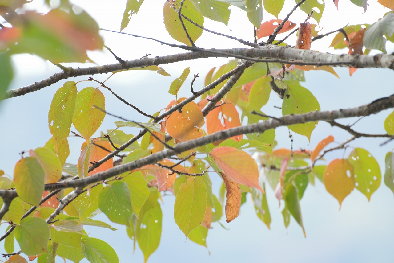 群馬県高崎市の榛名湖の小さな秋