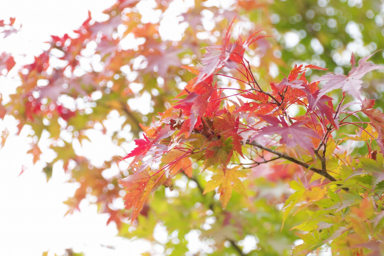 群馬県高崎市の榛名湖の小さな秋