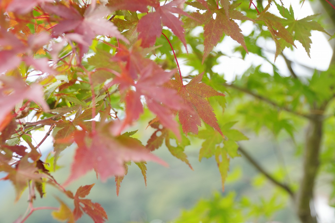 群馬県高崎市の榛名湖の小さな秋