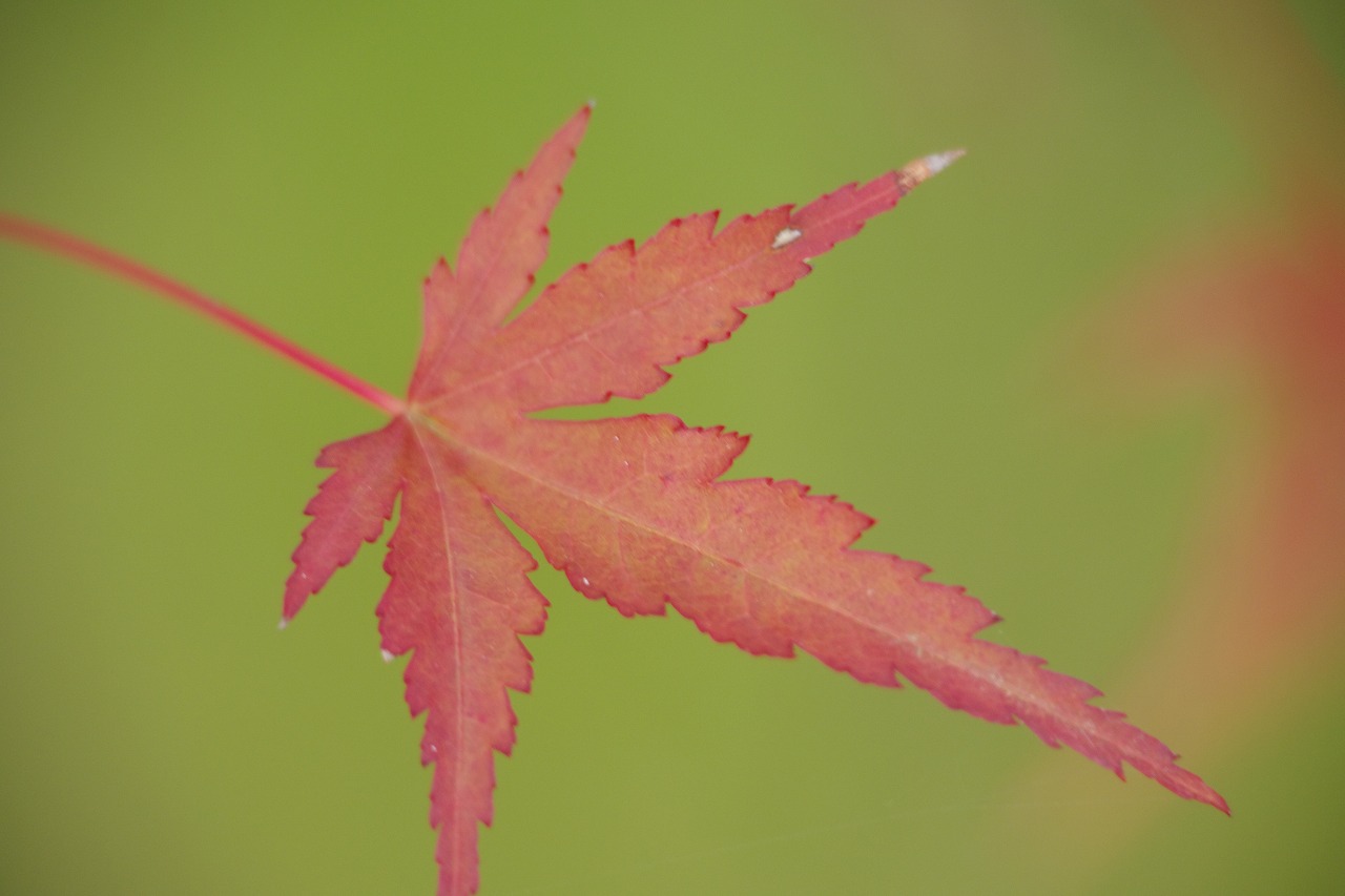 群馬県高崎市の榛名湖の小さな秋
