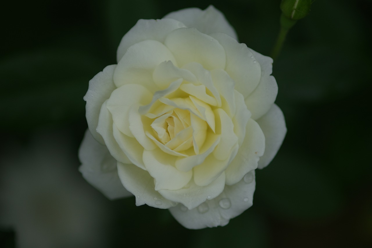 あしかがフラワーパークの花々