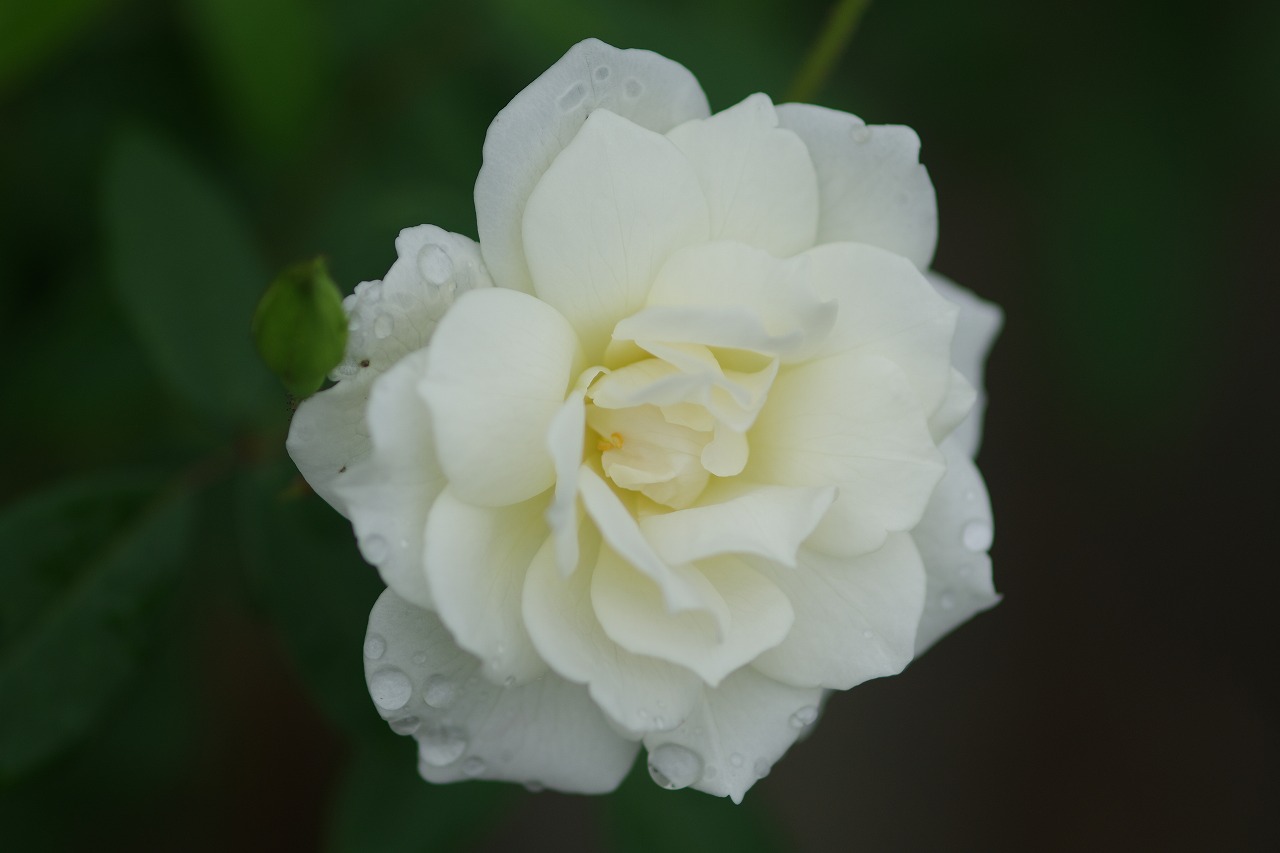 あしかがフラワーパークの花々