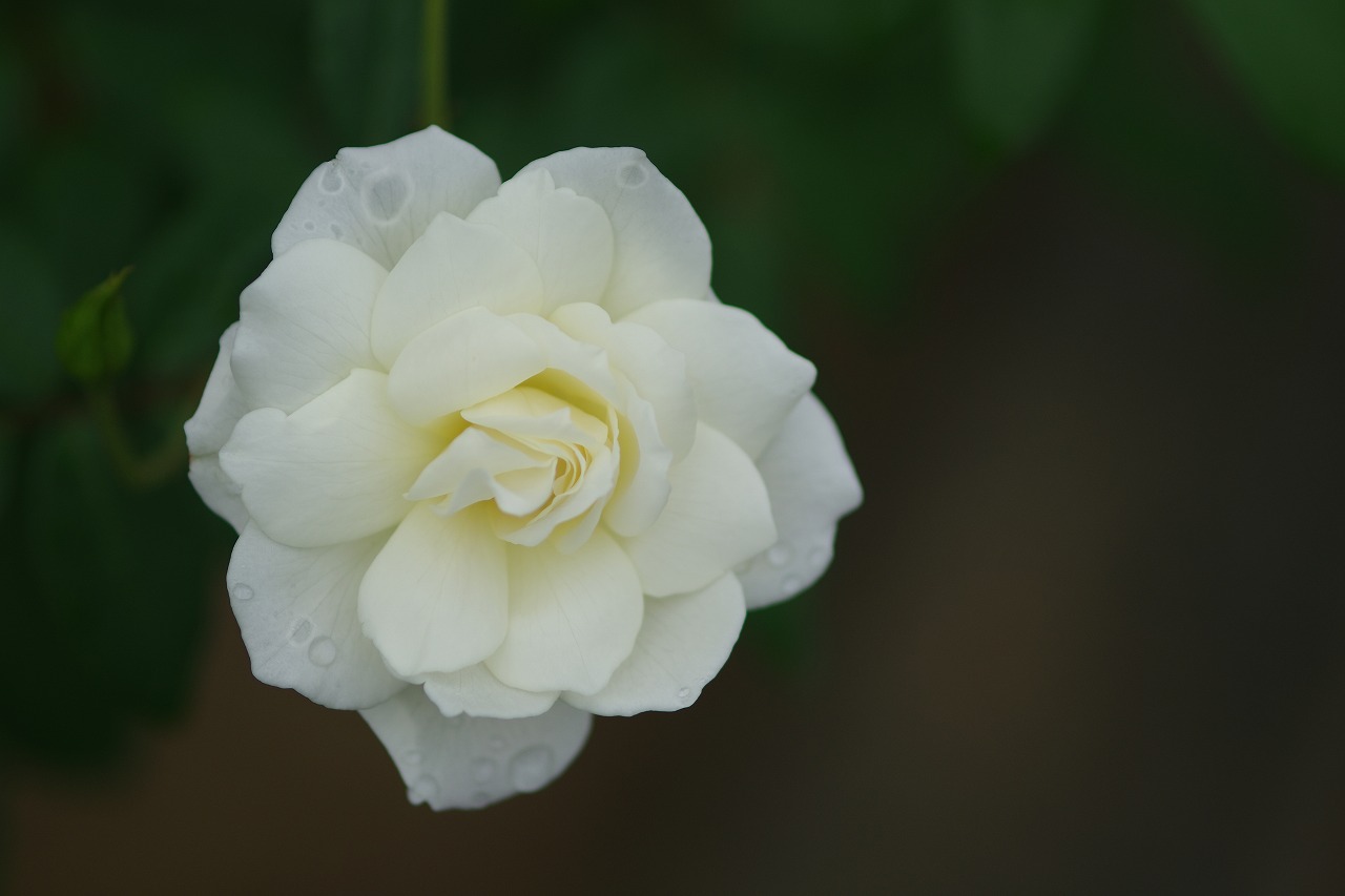 あしかがフラワーパークの花々