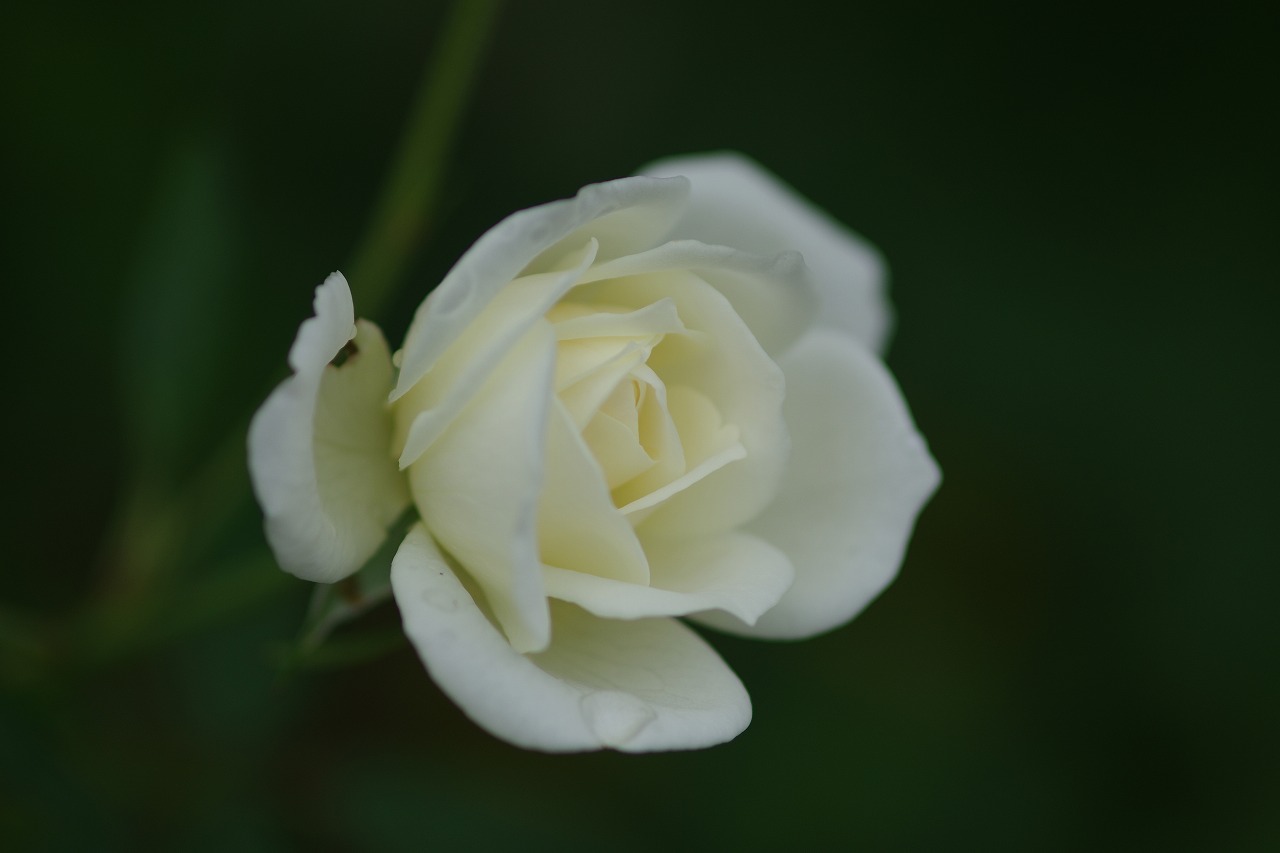 あしかがフラワーパークの花々