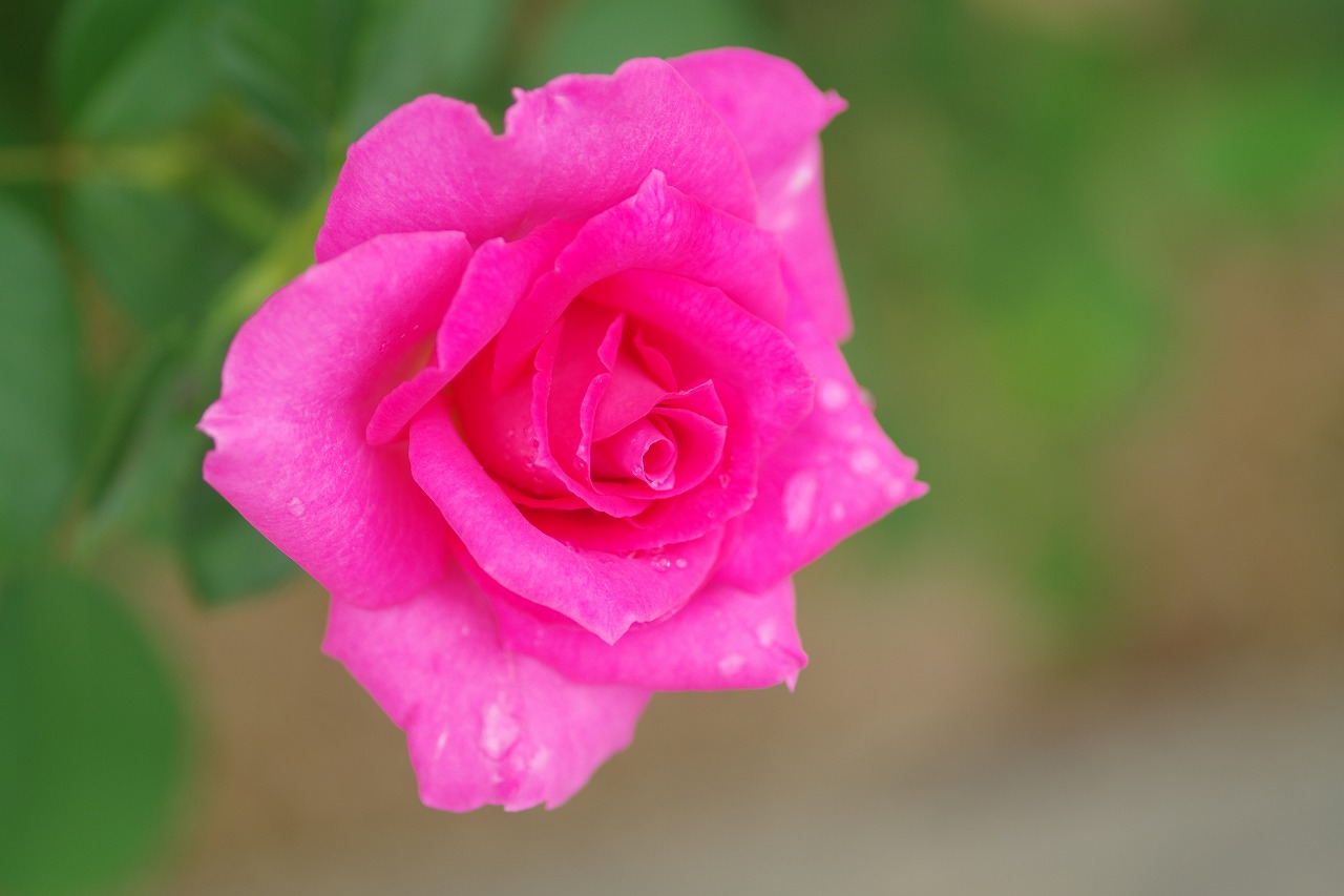 あしかがフラワーパークの花々