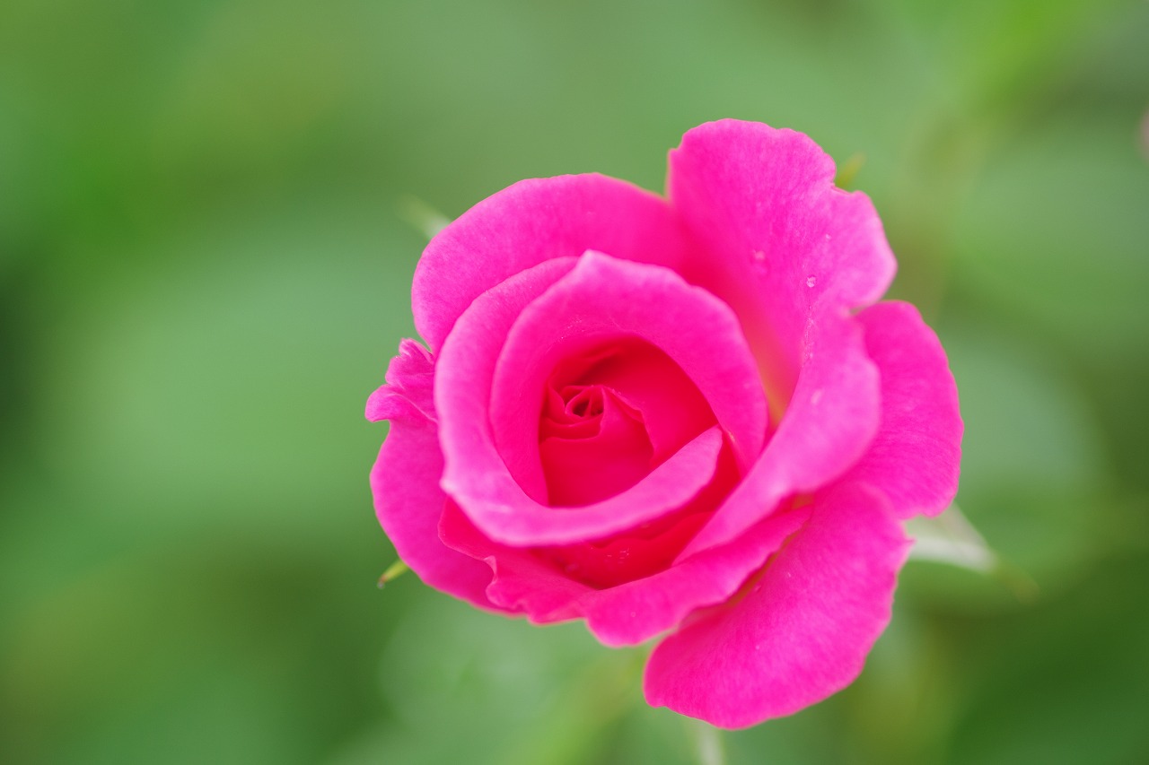 あしかがフラワーパークの花々