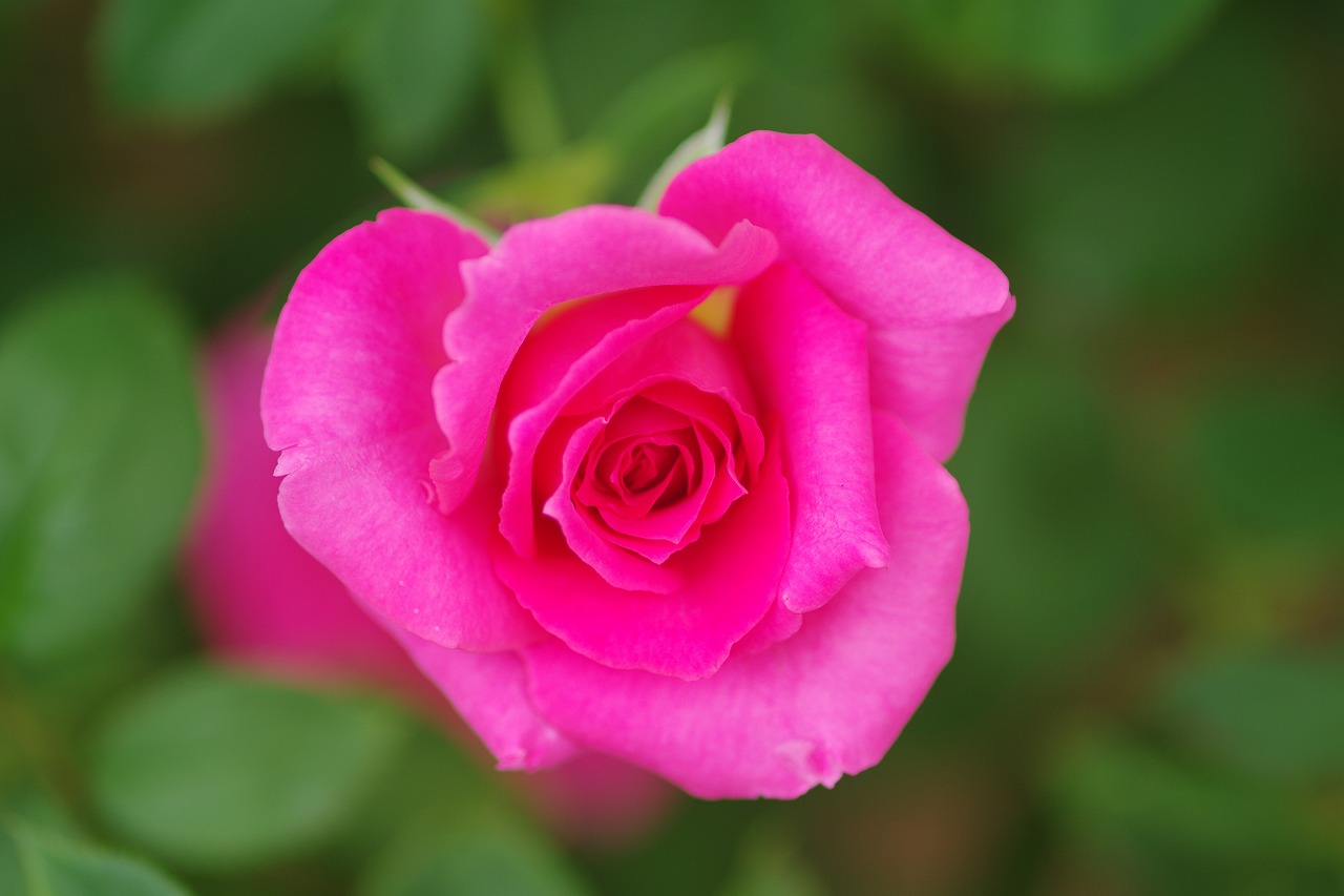 あしかがフラワーパークの花々