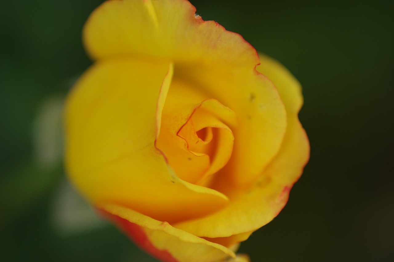 あしかがフラワーパークの花々