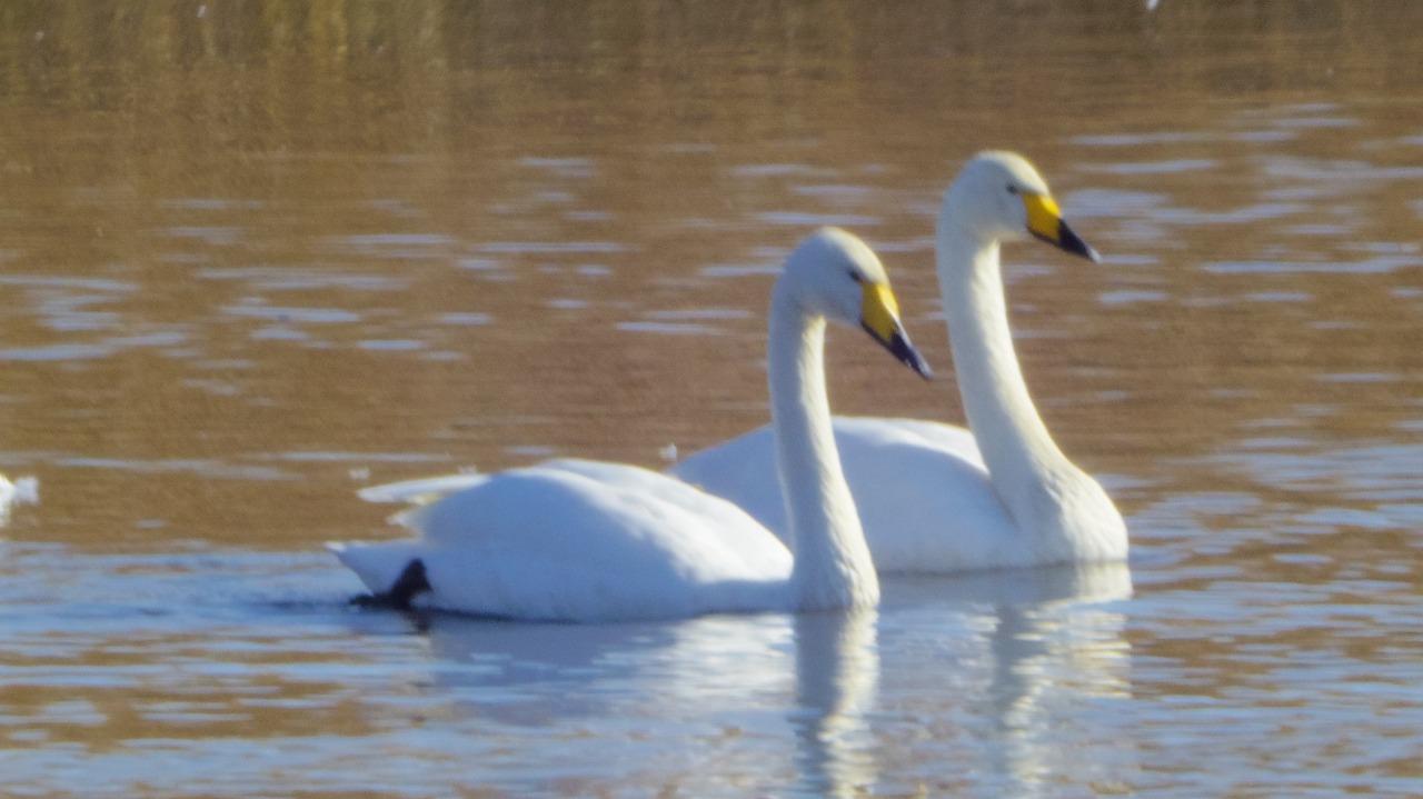 群馬県の邑楽町のがば沼の白鳥と鴨