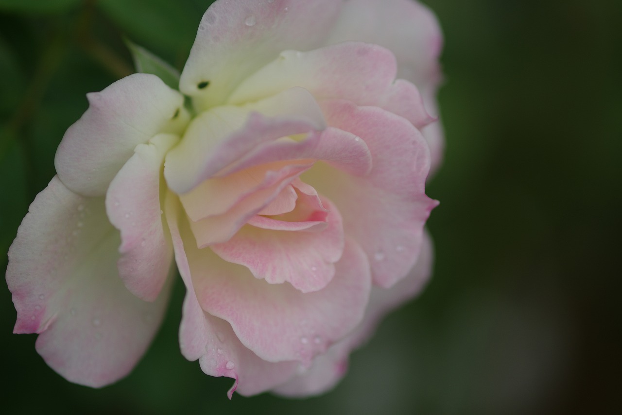 あしかがフラワーパークの花々