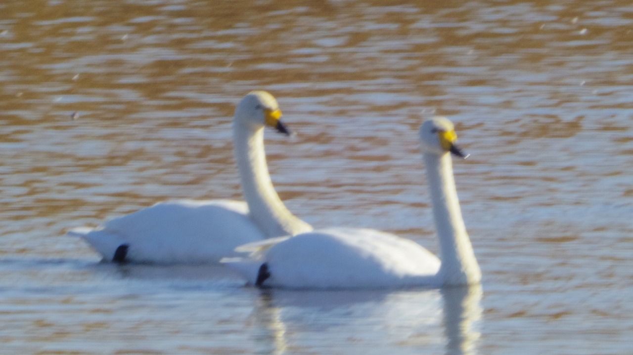 群馬県の邑楽町のがば沼の白鳥と鴨