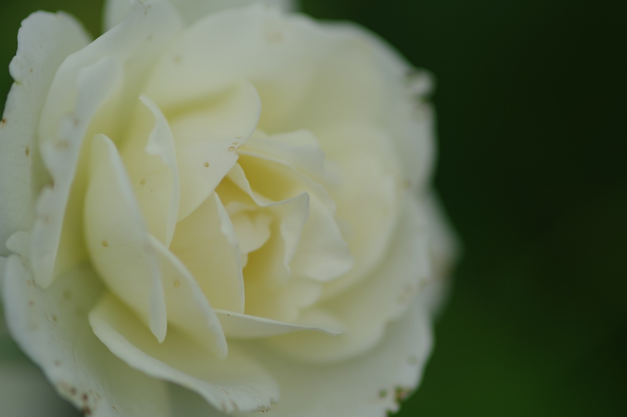 あしかがフラワーパークの花々