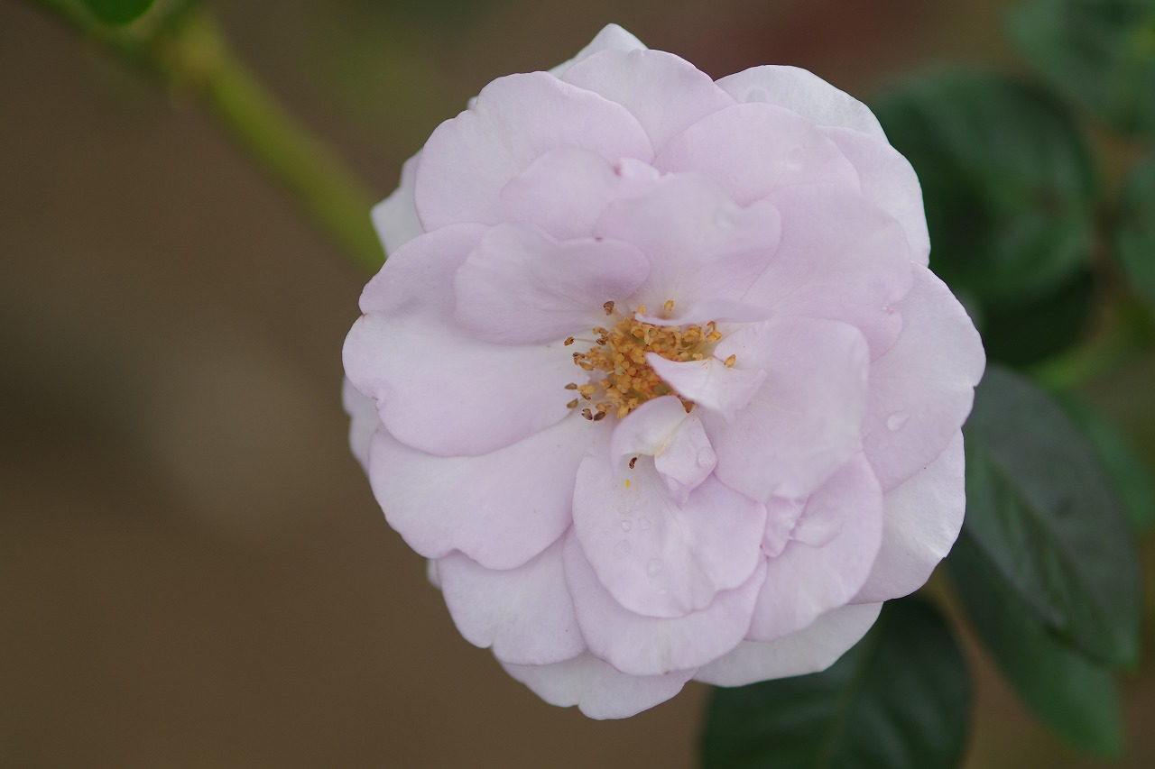 あしかがフラワーパークの花々