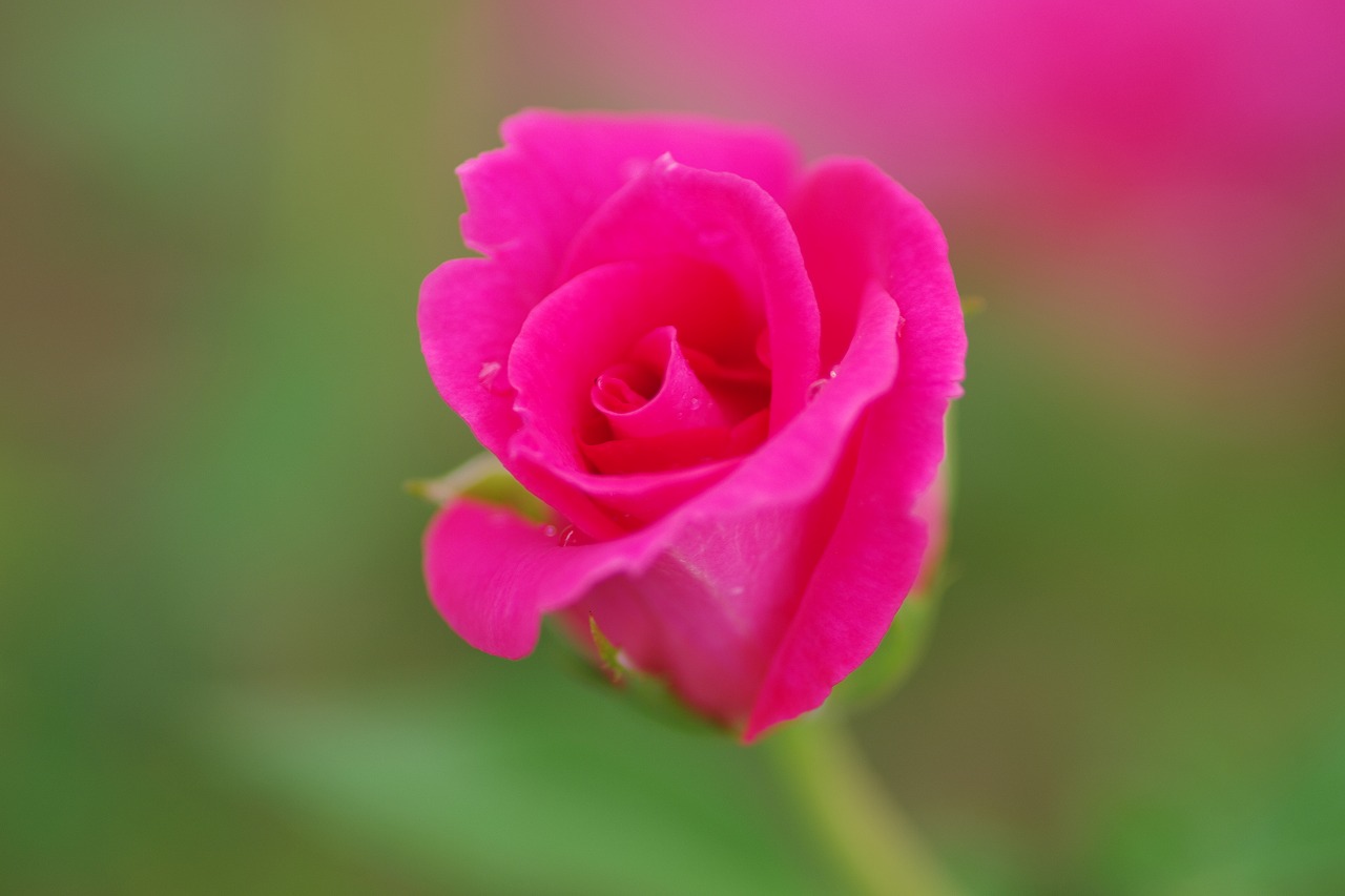 あしかがフラワーパークの花々