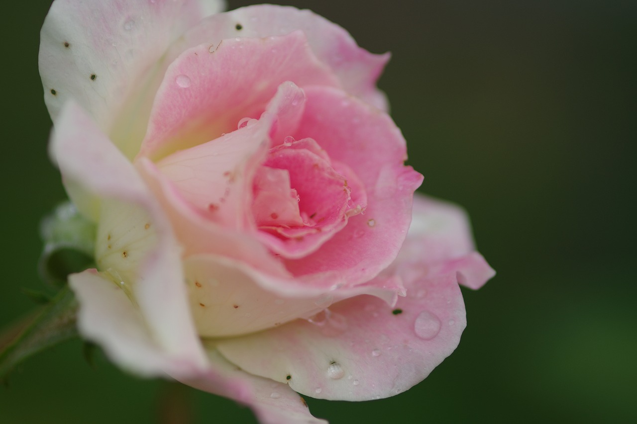 あしかがフラワーパークの花々