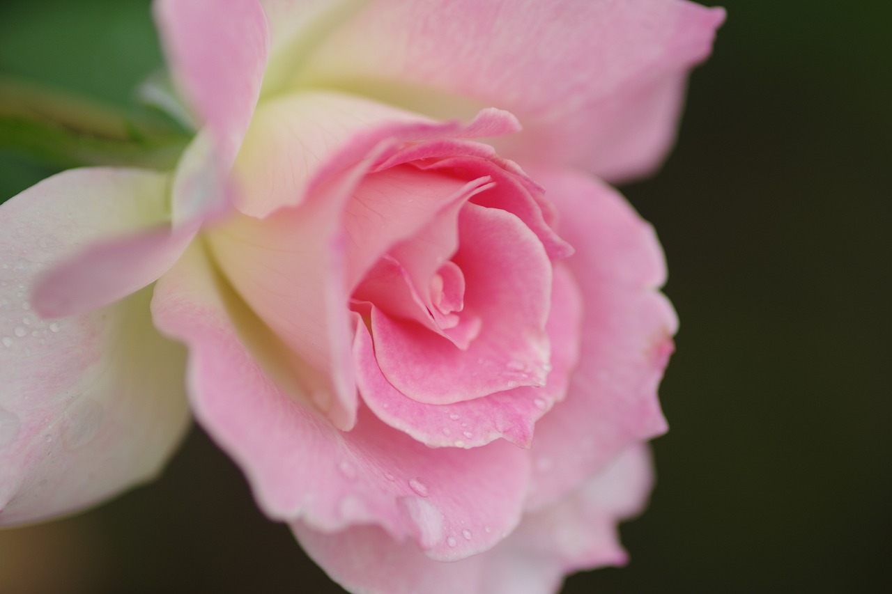 あしかがフラワーパークの花々