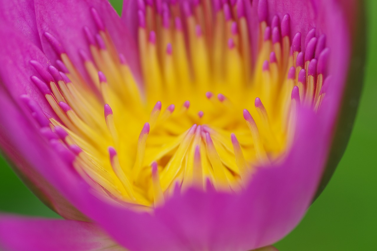 あしかがフラワーパークの花々