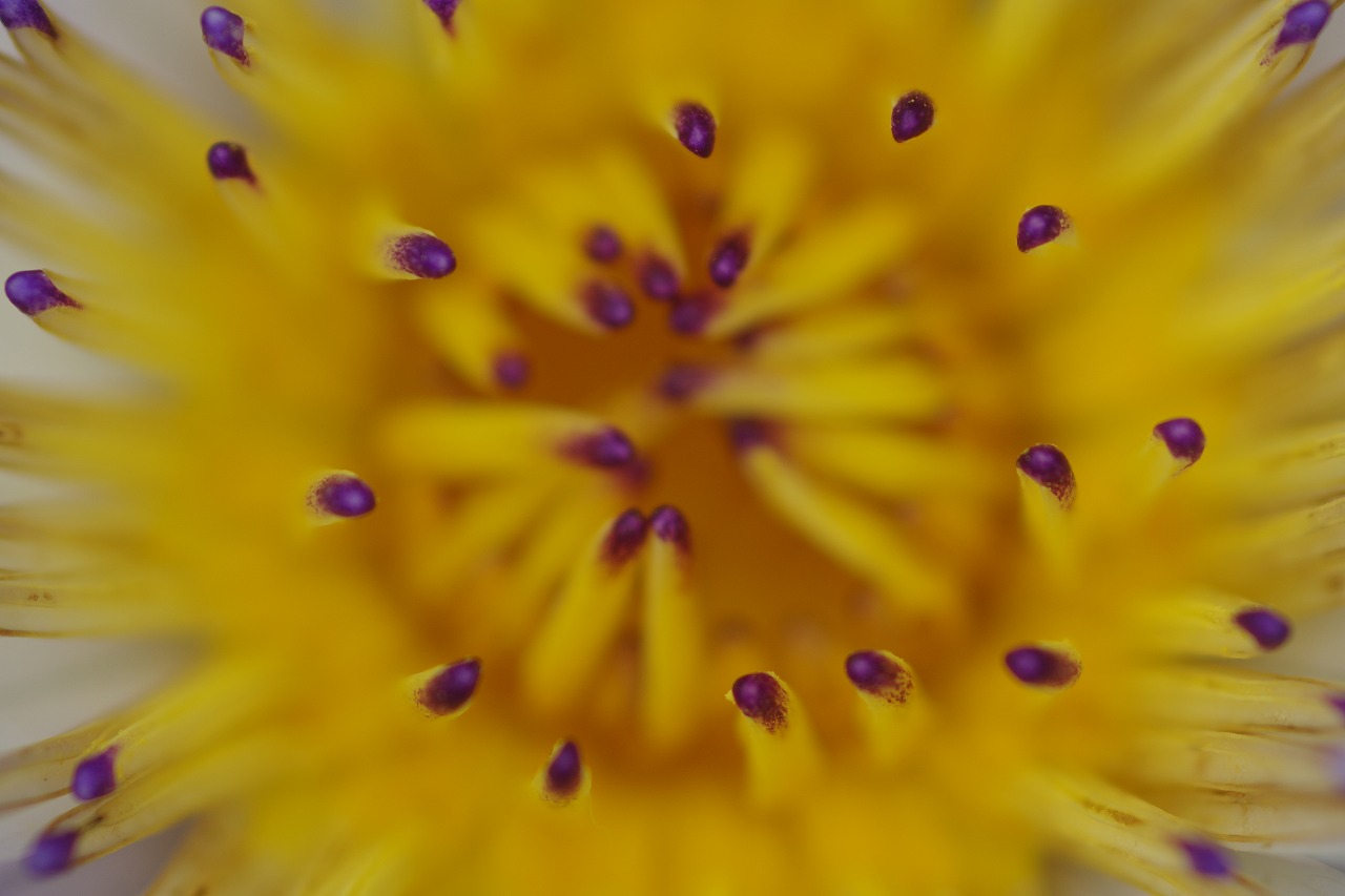 あしかがフラワーパークの花々