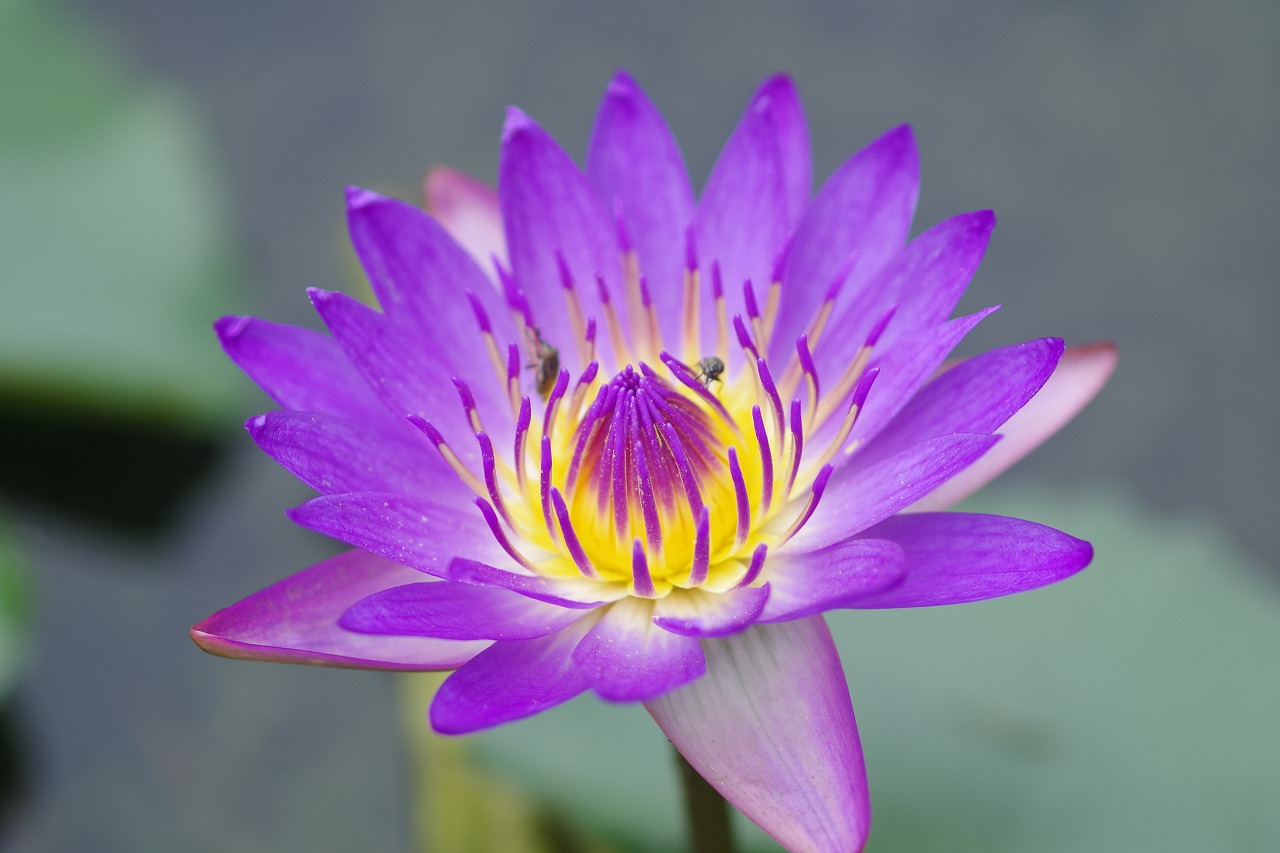 あしかがフラワーパークの花々