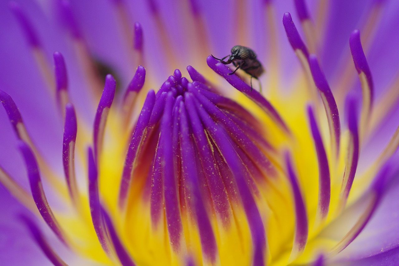 あしかがフラワーパークの花々