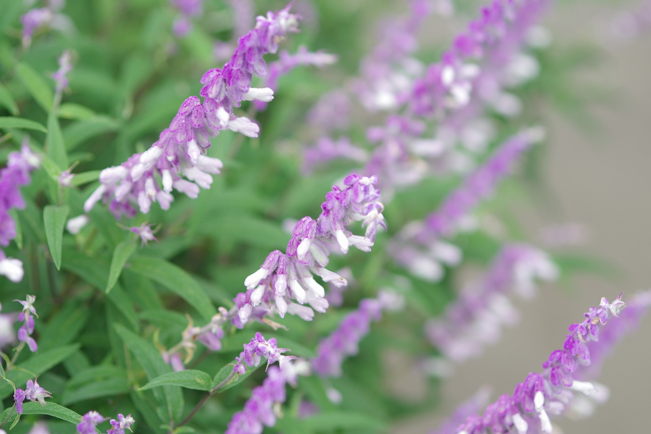 あしかがフラワーパークの花々