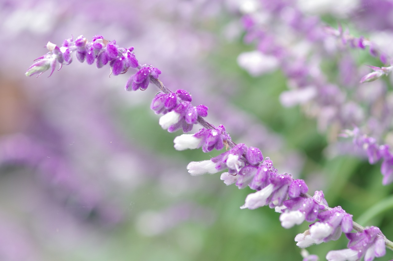 あしかがフラワーパークの花々