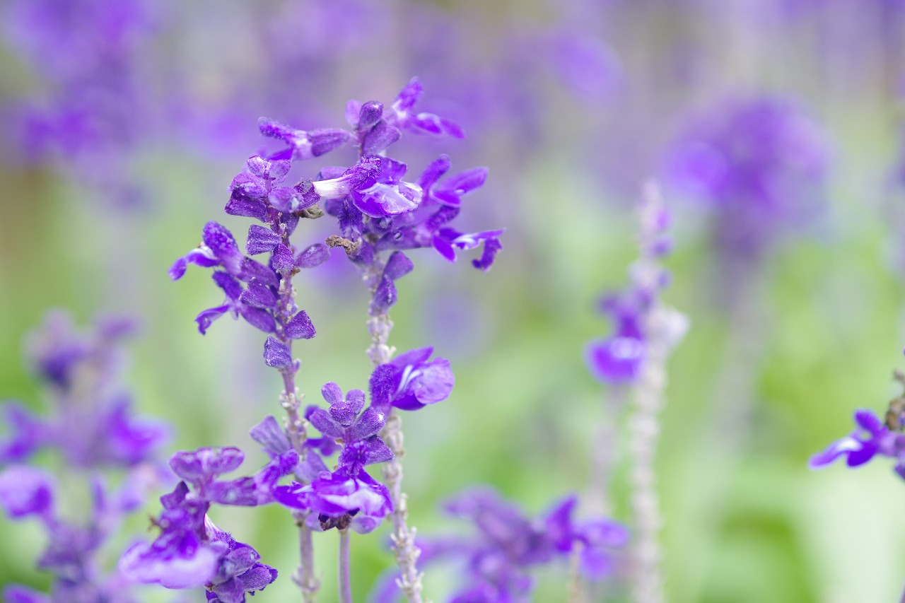 あしかがフラワーパークの花々