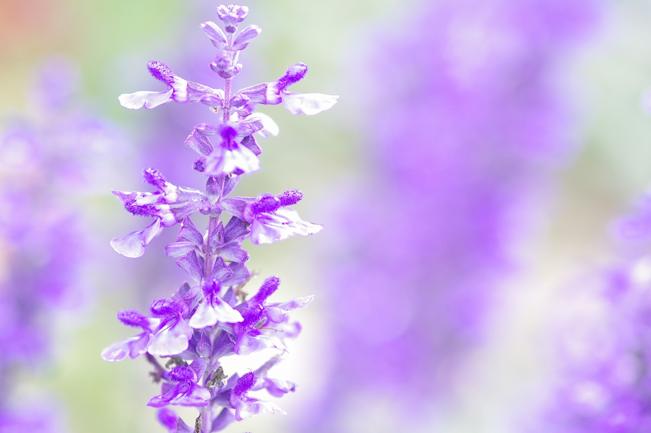 あしかがフラワーパークの花々