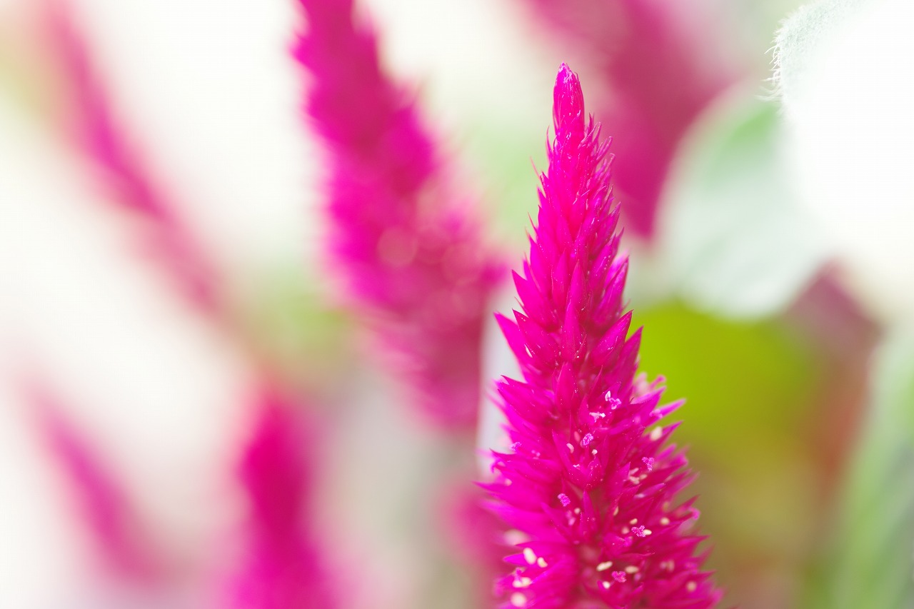 あしかがフラワーパークの花々