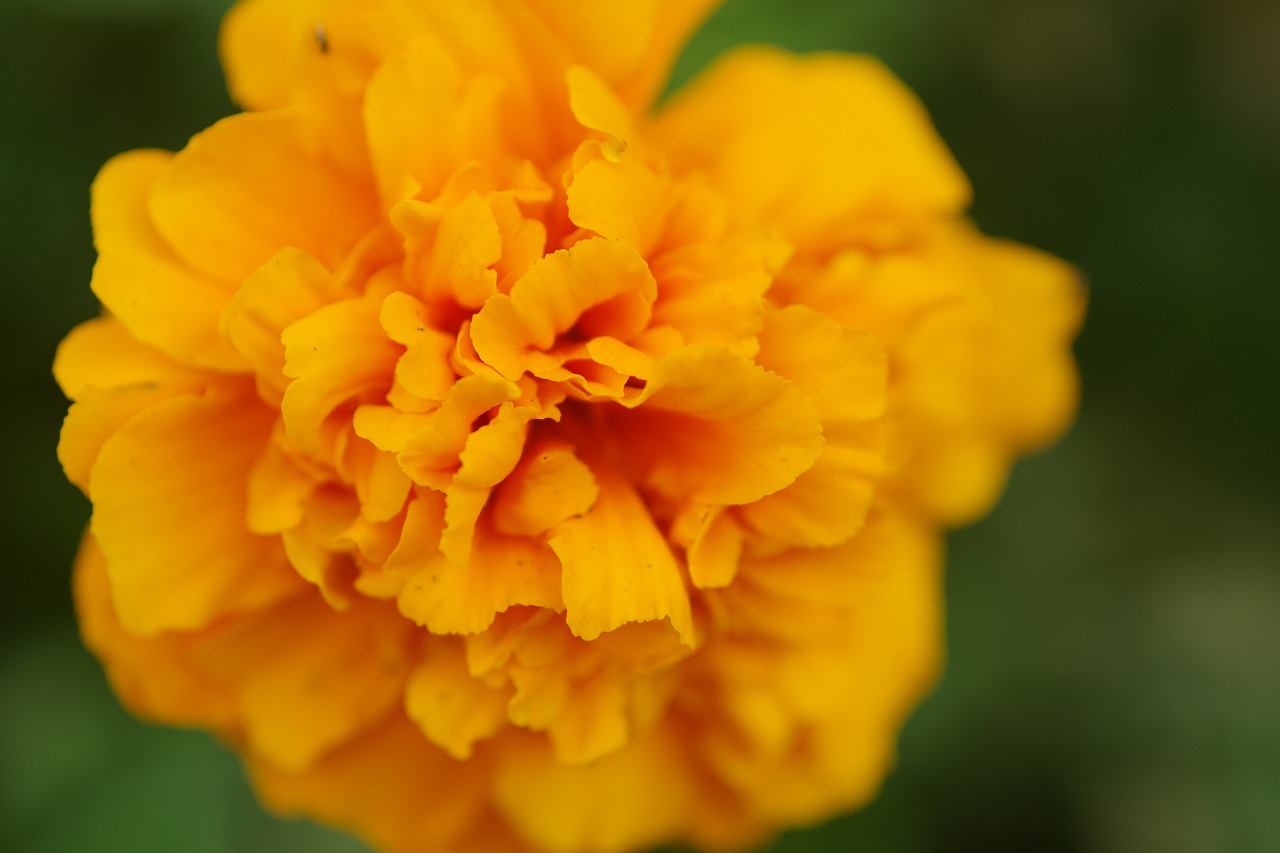 あしかがフラワーパークの花々