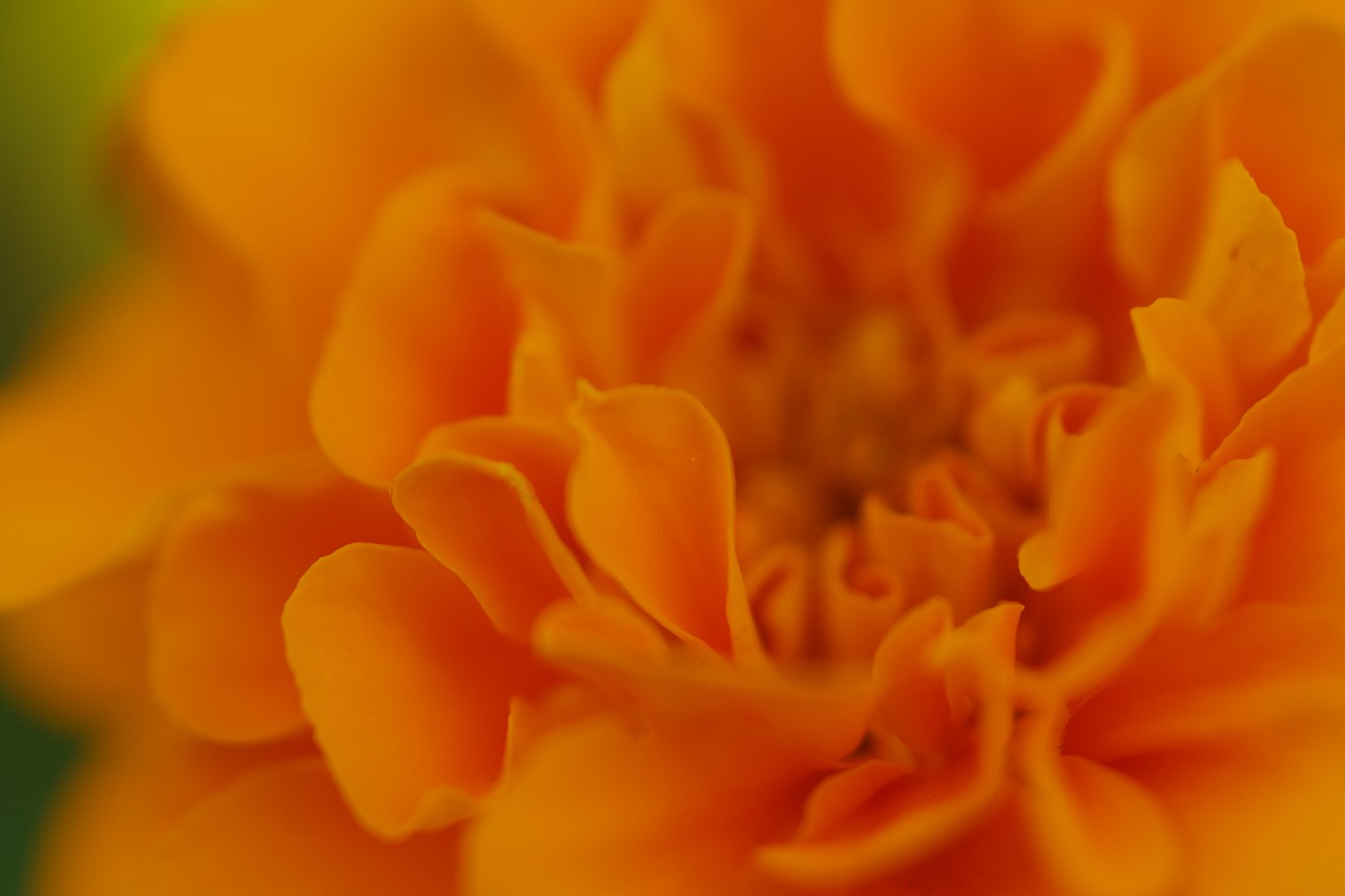 あしかがフラワーパークの花々