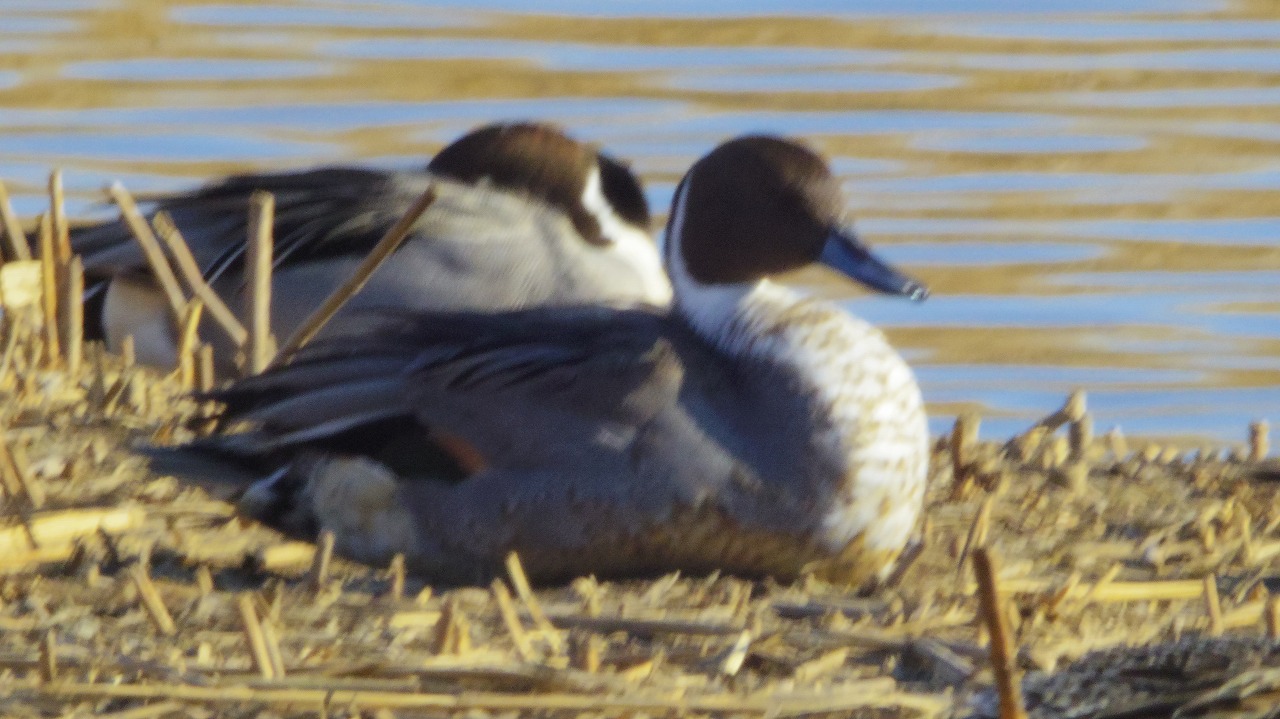 群馬県の邑楽町のがば沼の白鳥と鴨