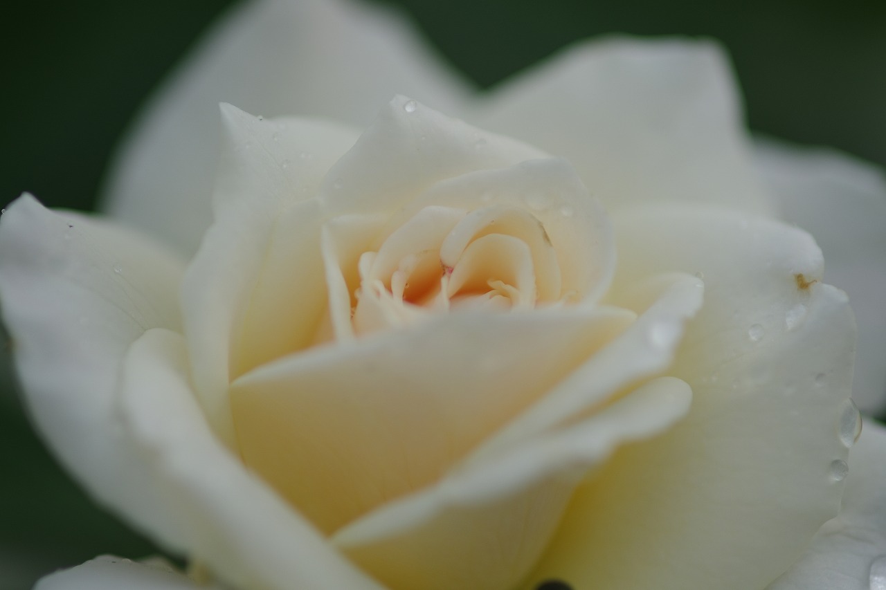 あしかがフラワーパークの花々