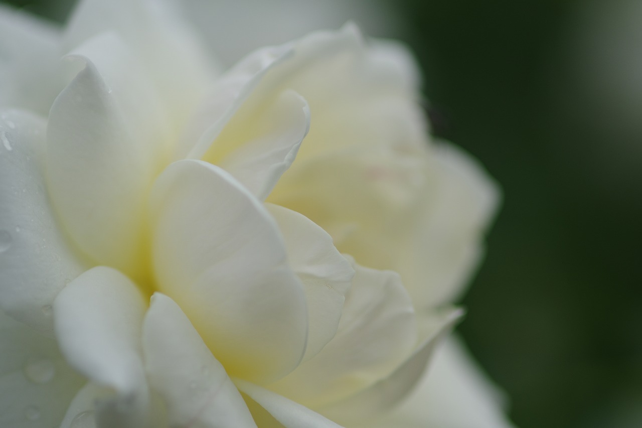 あしかがフラワーパークの花々