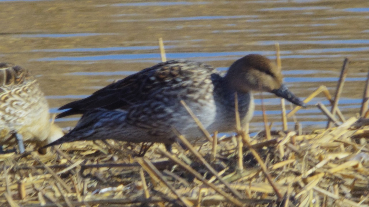 群馬県の邑楽町のがば沼の白鳥と鴨