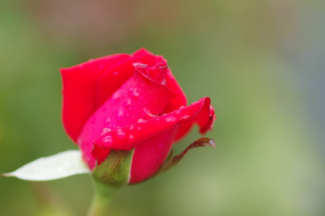 あしかがフラワーパークの花々
