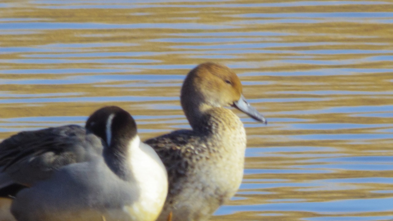 群馬県の邑楽町のがば沼の白鳥と鴨
