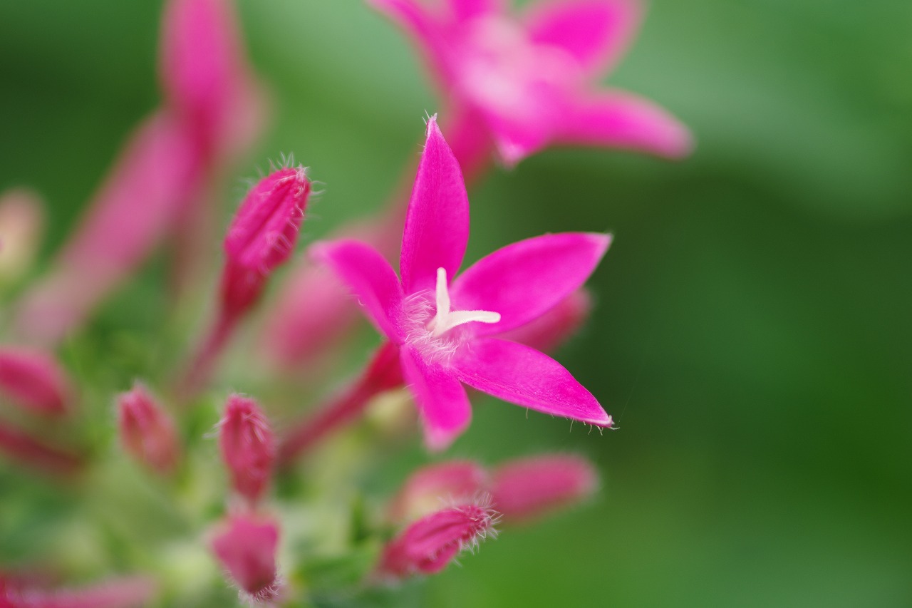あしかがフラワーパークの花々
