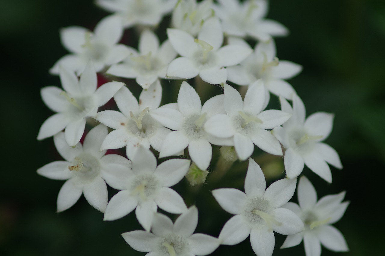 あしかがフラワーパークの花々