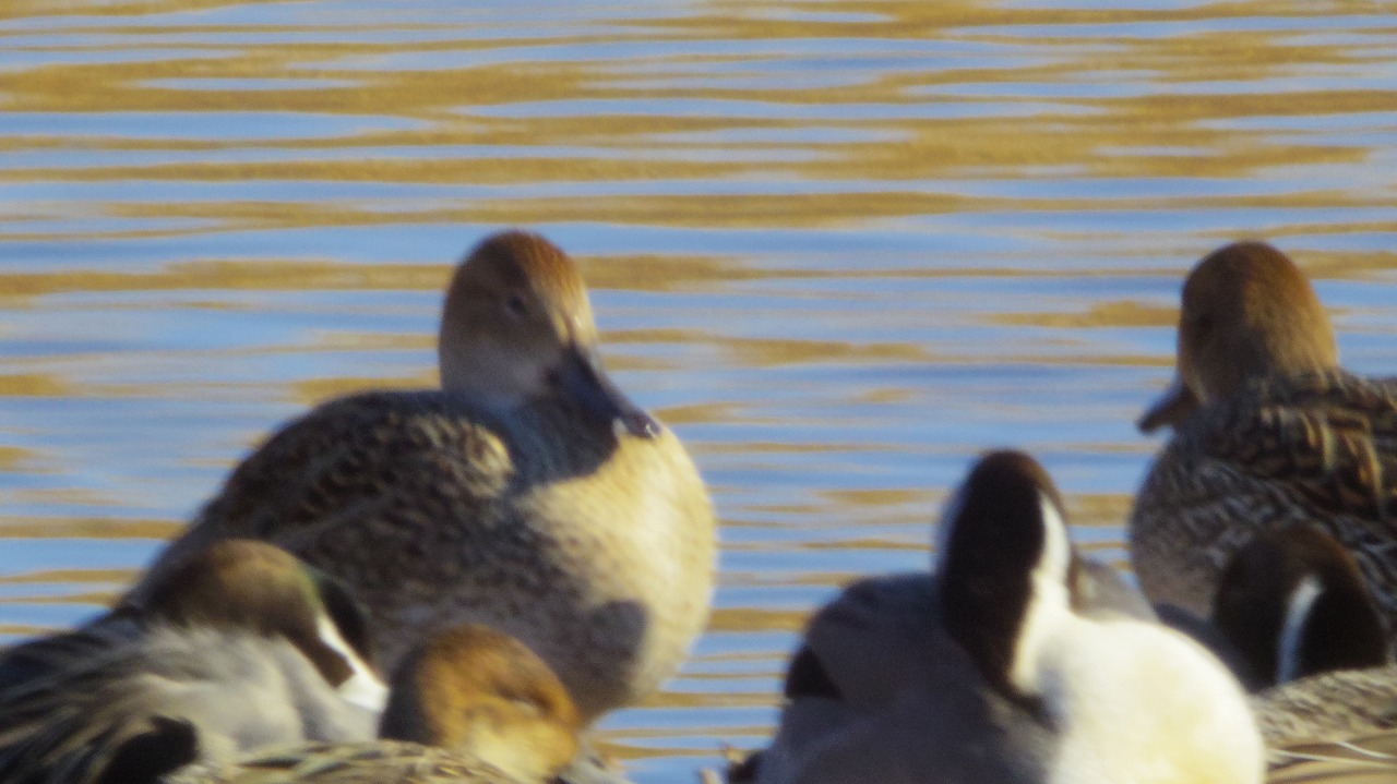 群馬県の邑楽町のがば沼の白鳥と鴨