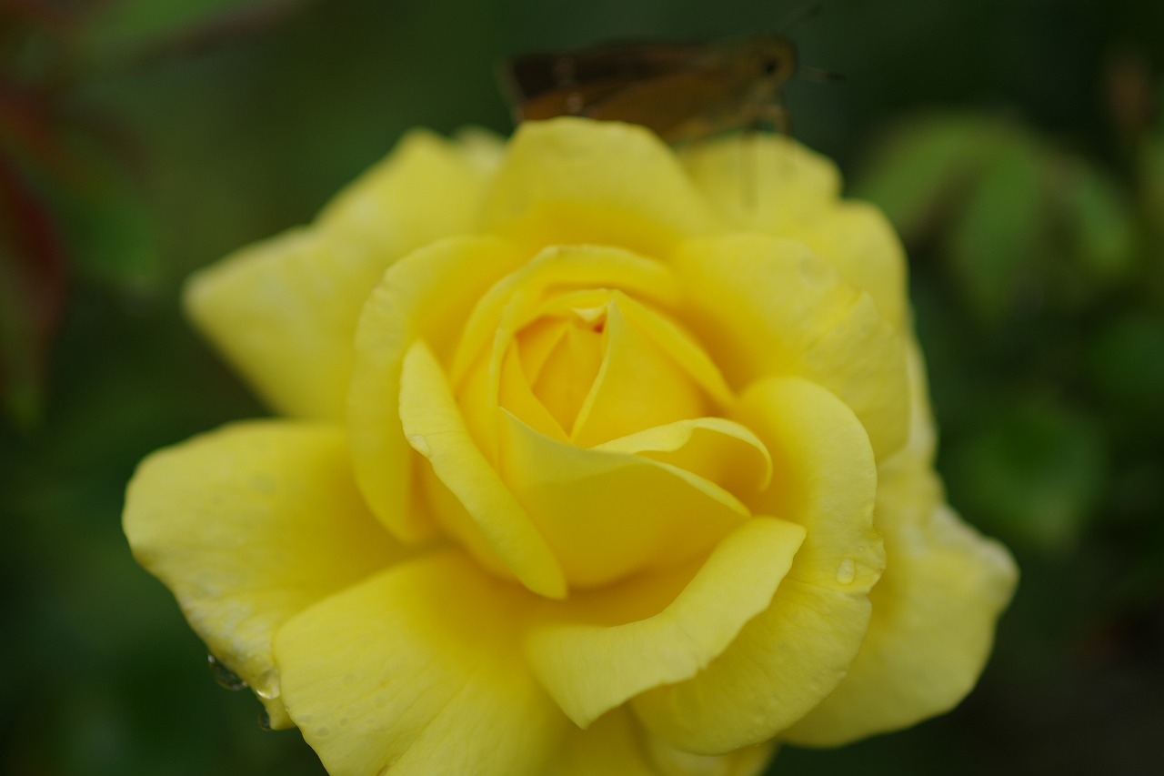 あしかがフラワーパークの花々