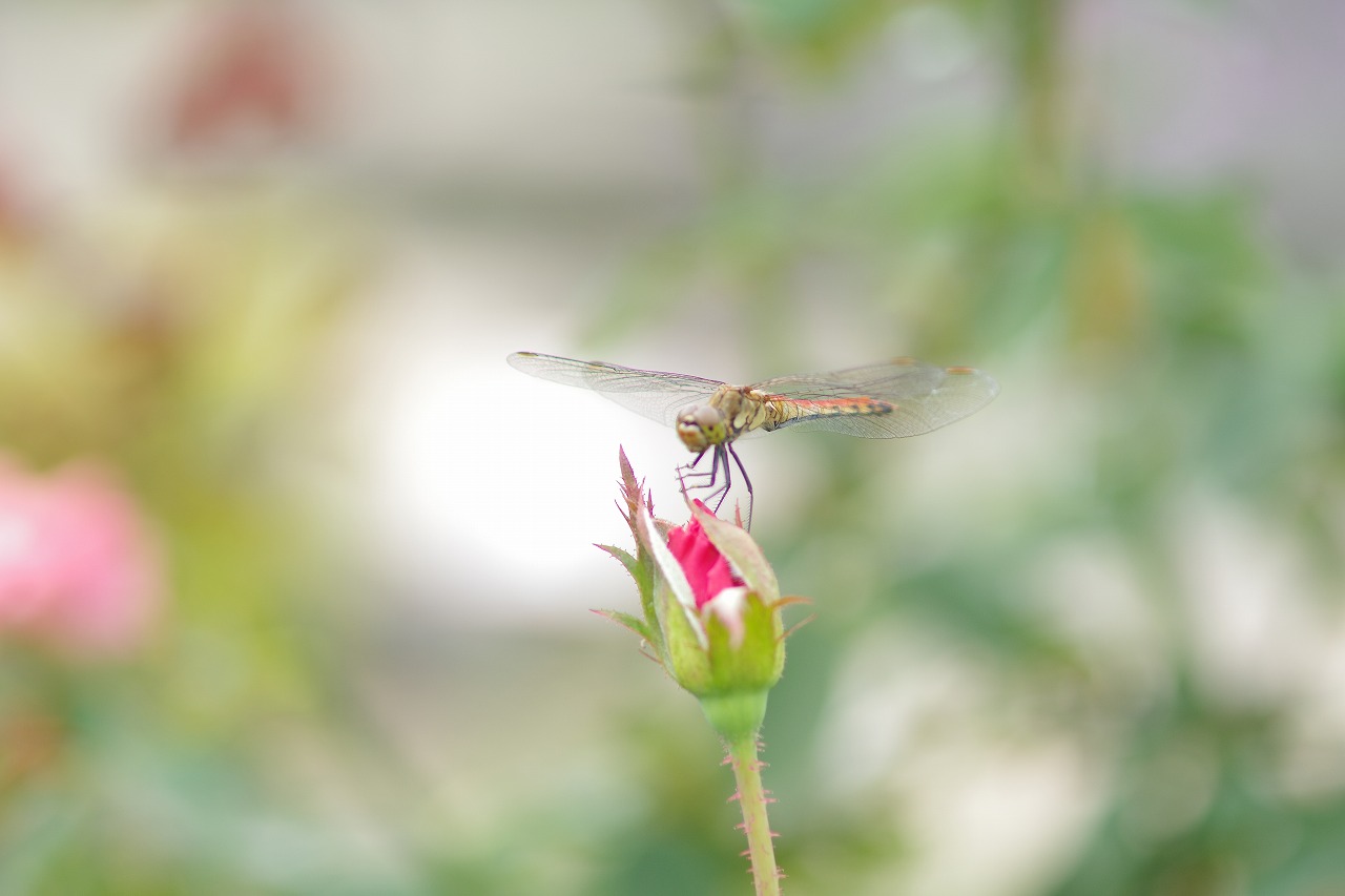 あしかがフラワーパークの花々