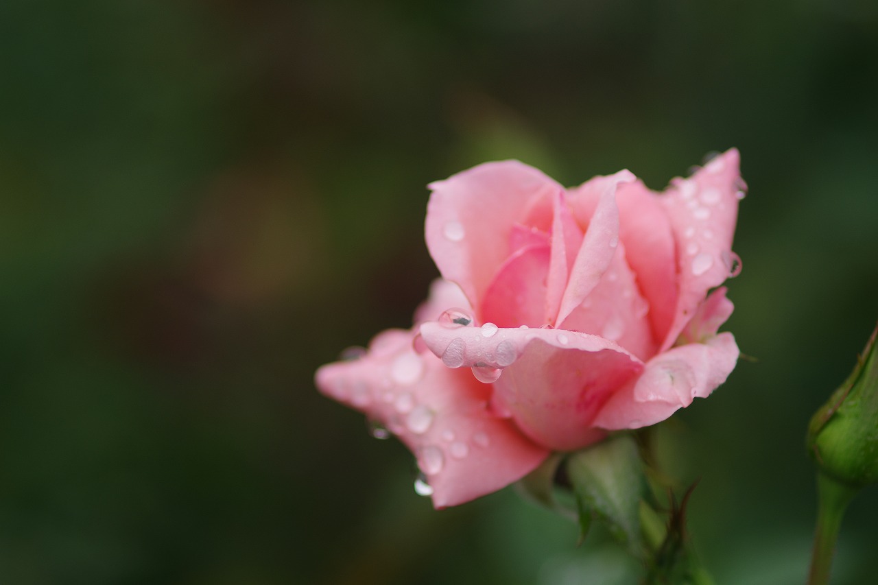 あしかがフラワーパークの花々