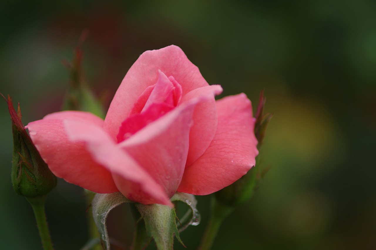 あしかがフラワーパークの花々