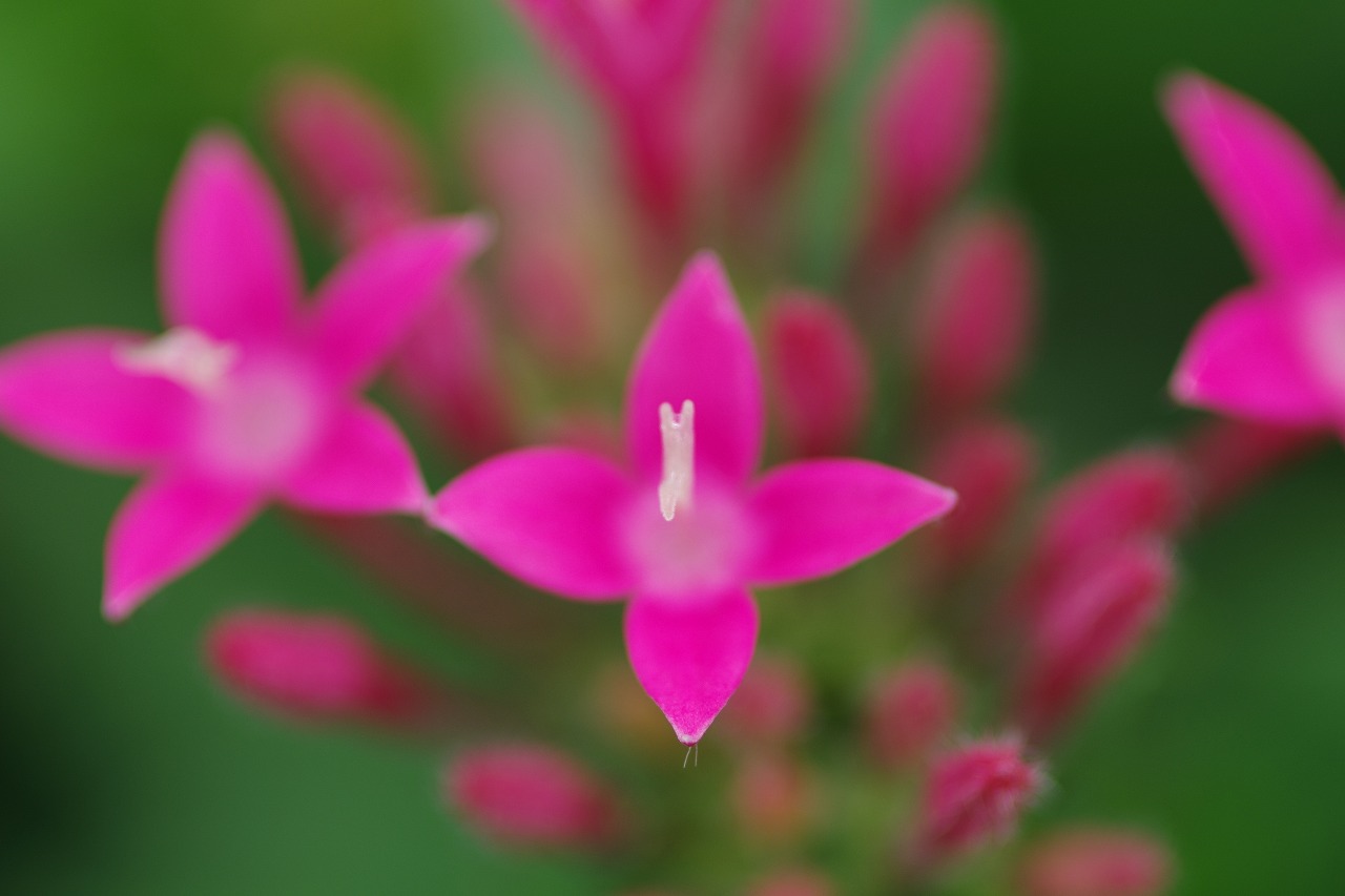 あしかがフラワーパークの花々