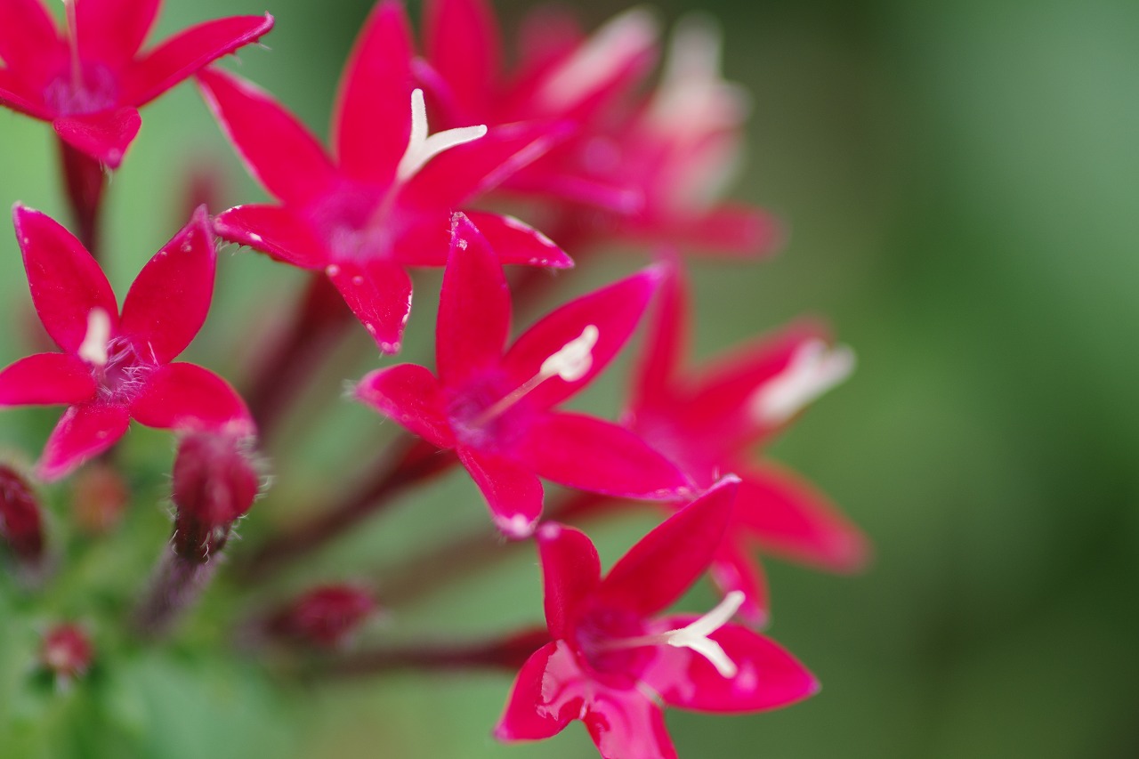 あしかがフラワーパークの花々